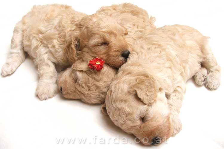 hunde